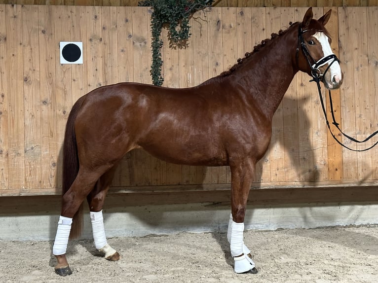 German Sport Horse Mare 4 years 16,1 hh Chestnut-Red in Riedlingen