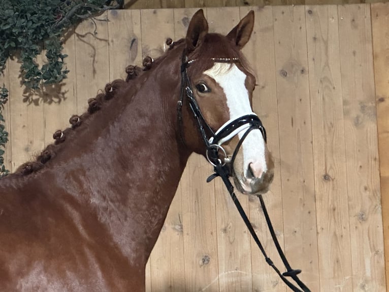 German Sport Horse Mare 4 years 16,1 hh Chestnut-Red in Riedlingen