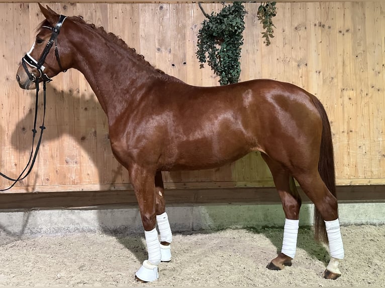 German Sport Horse Mare 4 years 16,1 hh Chestnut-Red in Riedlingen