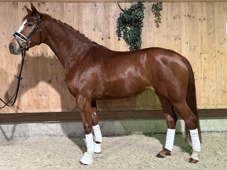 German Sport Horse Mare 4 years 16,1 hh Chestnut-Red in Riedlingen