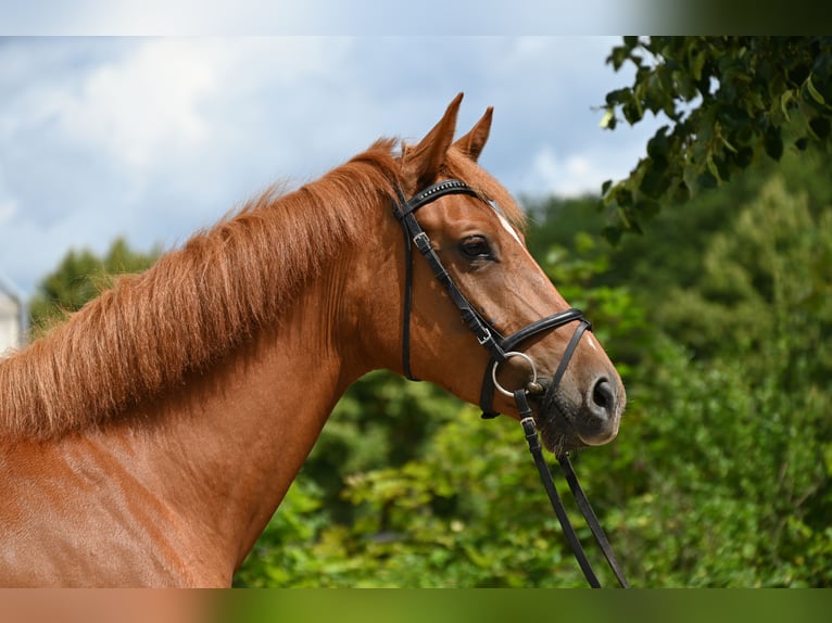 German Sport Horse Mare 4 years 16,1 hh Chestnut-Red in Krumke