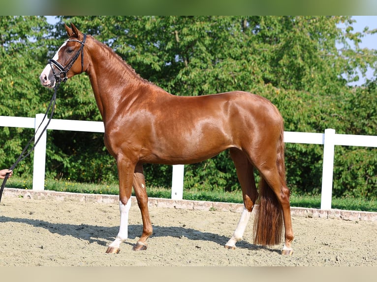 German Sport Horse Mare 4 years 16,1 hh Chestnut-Red in Gomadingen