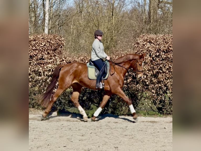German Sport Horse Mare 4 years 16.1 hh Chestnut-Red in Massenhausen