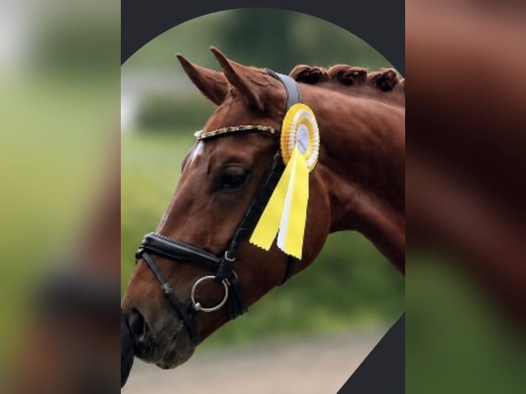 German Sport Horse Mare 4 years 16.1 hh Chestnut-Red in Eckenroth