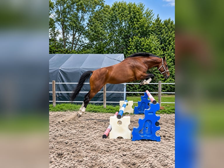 German Sport Horse Mare 4 years 16.1 hh  in Nörten Hardenberg