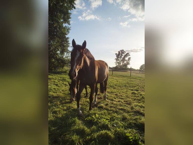 German Sport Horse Mare 4 years 16.1 hh  in Nörten Hardenberg