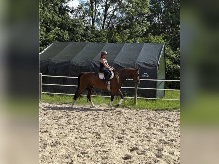 German Sport Horse Mare 4 years 16.1 hh  in Nörten Hardenberg