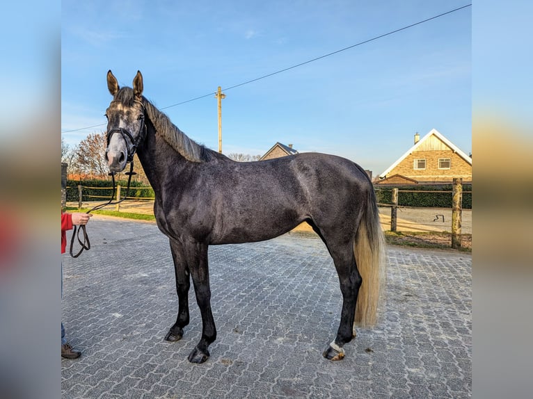 German Sport Horse Mare 4 years 16,1 hh Gray-Dark-Tan in isterberg