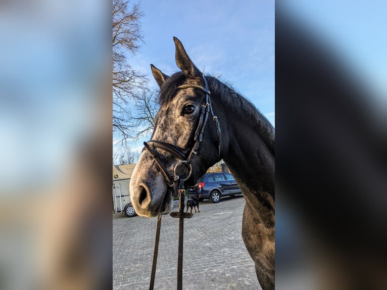 German Sport Horse Mare 4 years 16,1 hh Gray-Dark-Tan in isterberg