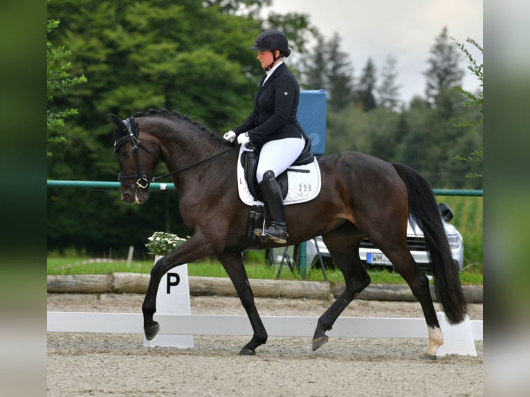 German Sport Horse Mare 4 years 16,1 hh Smoky-Black in Hawangen