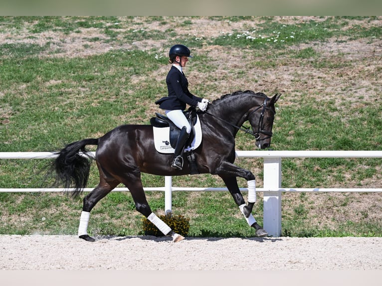 German Sport Horse Mare 4 years 16.2 hh Bay-Dark in Gomadingen