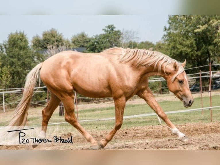 German Sport Horse Mare 4 years 16,2 hh Bay in Groß Rosenburg