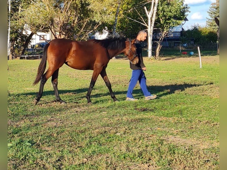 German Sport Horse Mare 4 years 16,2 hh Bay in Groß Rosenburg