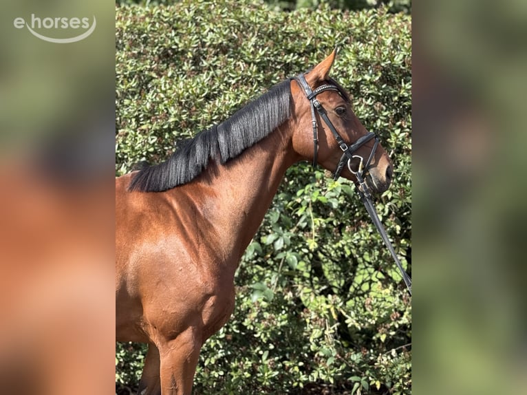 German Sport Horse Mare 4 years 16.2 hh Brown in Königsbrunn
