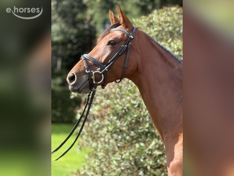 German Sport Horse Mare 4 years 16.2 hh Brown in Königsbrunn