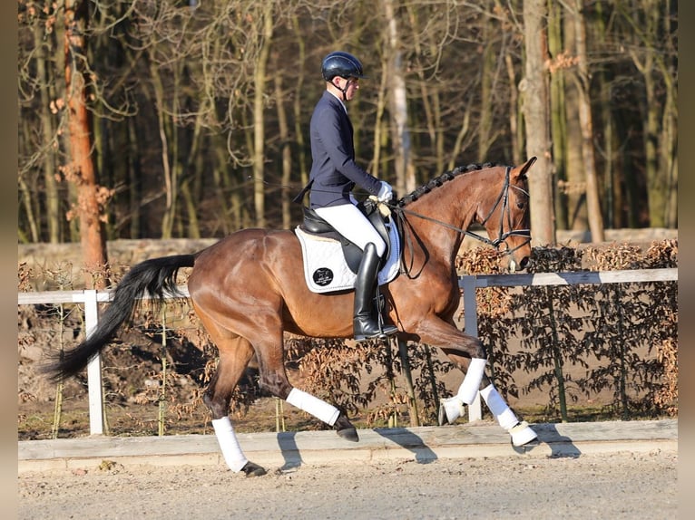 German Sport Horse Mare 4 years 16.2 hh Brown in Moritzburg