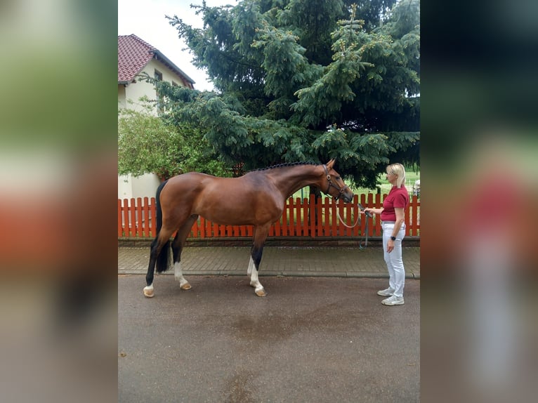 German Sport Horse Mare 4 years 16.2 hh Brown in Bad Düben