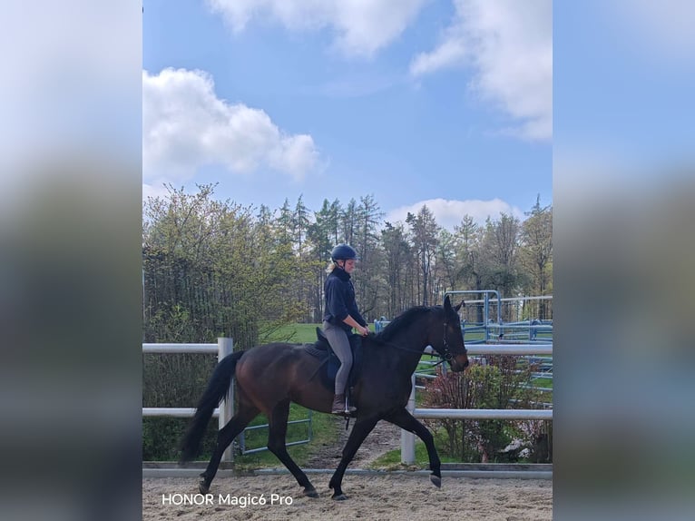 German Sport Horse Mare 4 years 16.2 hh Brown in Oberaurach