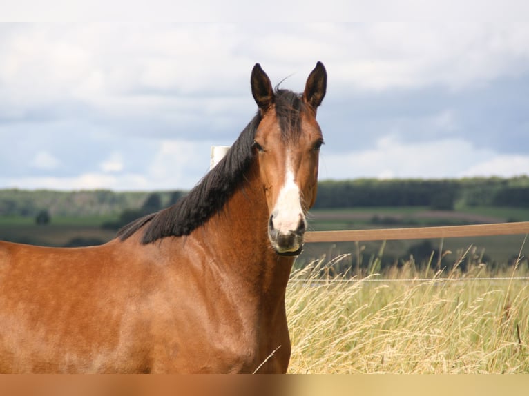 German Sport Horse Mare 4 years 16,2 hh Brown in Zweibrücken