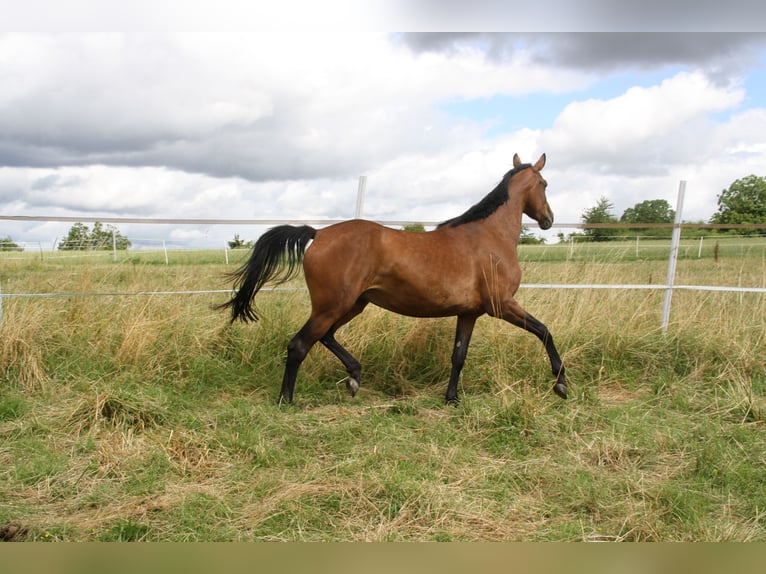 German Sport Horse Mare 4 years 16,2 hh Brown in Zweibrücken