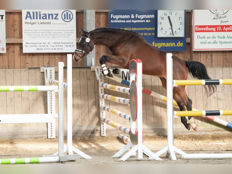 German Sport Horse Mare 4 years 16.2 hh Brown in Sebnitz