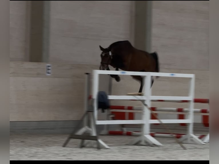 German Sport Horse Mare 4 years 16.2 hh Brown in Sebnitz