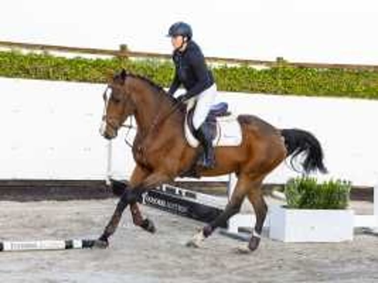 German Sport Horse Mare 4 years 16,2 hh Brown in Waddinxveen