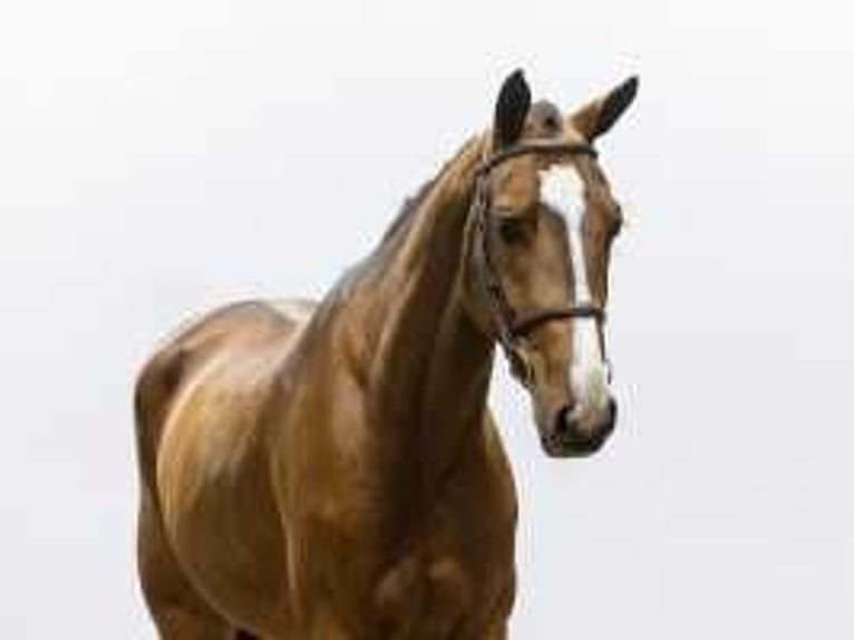 German Sport Horse Mare 4 years 16,2 hh Brown in Waddinxveen