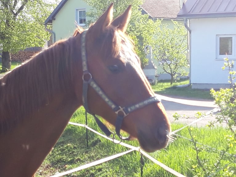 German Sport Horse Mare 4 years 16.2 hh Chestnut in Dietfurt an der Altmühl