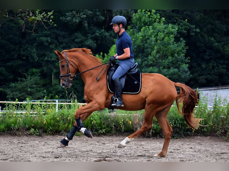 German Sport Horse Mare 4 years 16.2 hh Chestnut-Red in Hohen Neuendorf