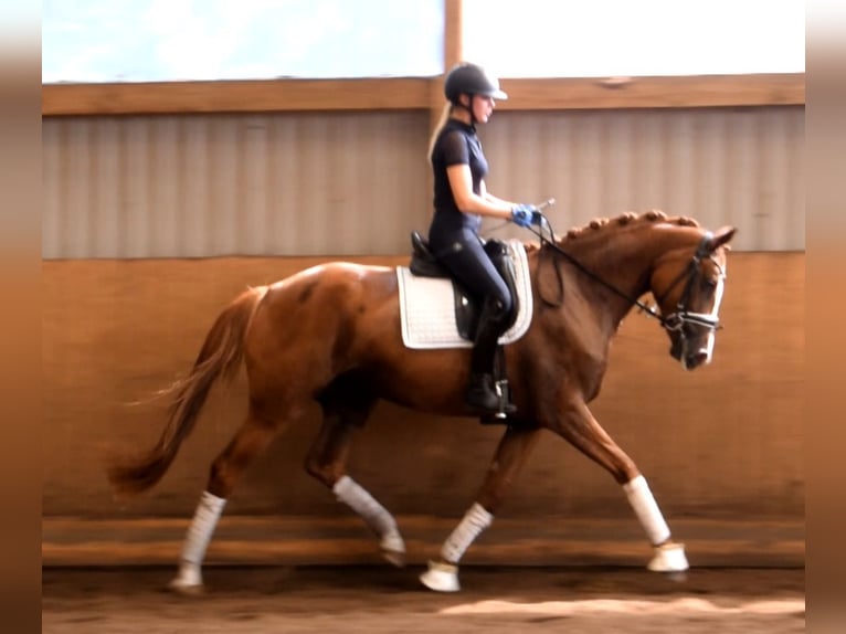 German Sport Horse Mare 4 years 16,2 hh Chestnut-Red in Fredenbeck