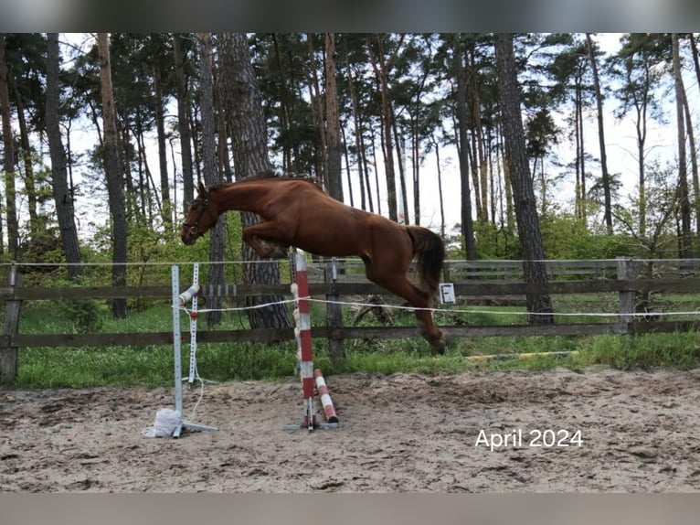 German Sport Horse Mare 4 years 16,2 hh Chestnut-Red in Sandbeiendorf