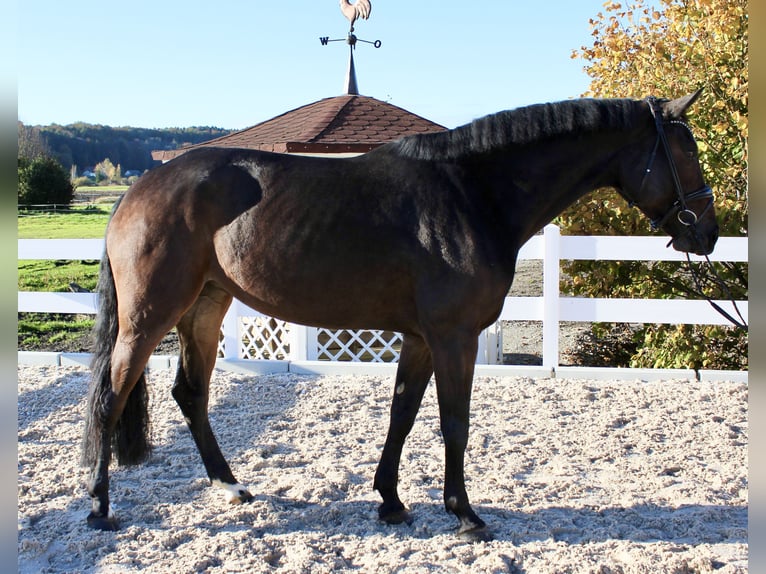 German Sport Horse Mare 4 years 16,2 hh in Ebenweiler