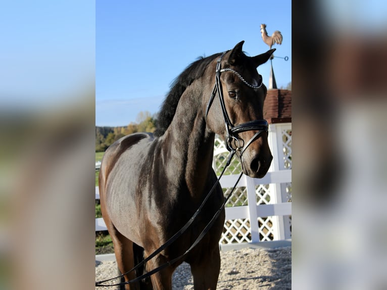 German Sport Horse Mare 4 years 16,2 hh in Ebenweiler