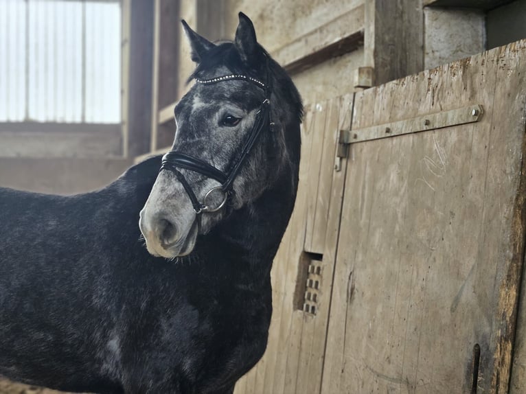 German Sport Horse Mare 4 years 16.2 hh Grey-Dapple in Zeulenroda Triebes