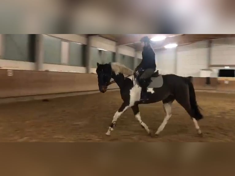 German Sport Horse Mare 4 years 16,2 hh Pinto in Hoort