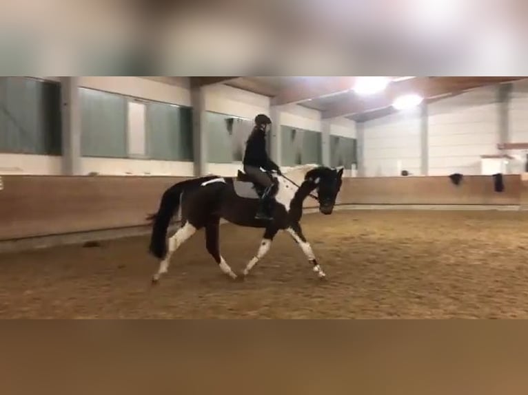 German Sport Horse Mare 4 years 16,2 hh Pinto in Hoort