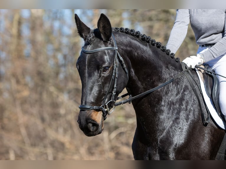 German Sport Horse Mare 4 years 16.2 hh Smoky-Black in Moritzburg