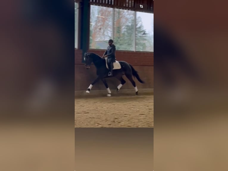 German Sport Horse Mare 4 years 16,3 hh Bay-Dark in Lienen