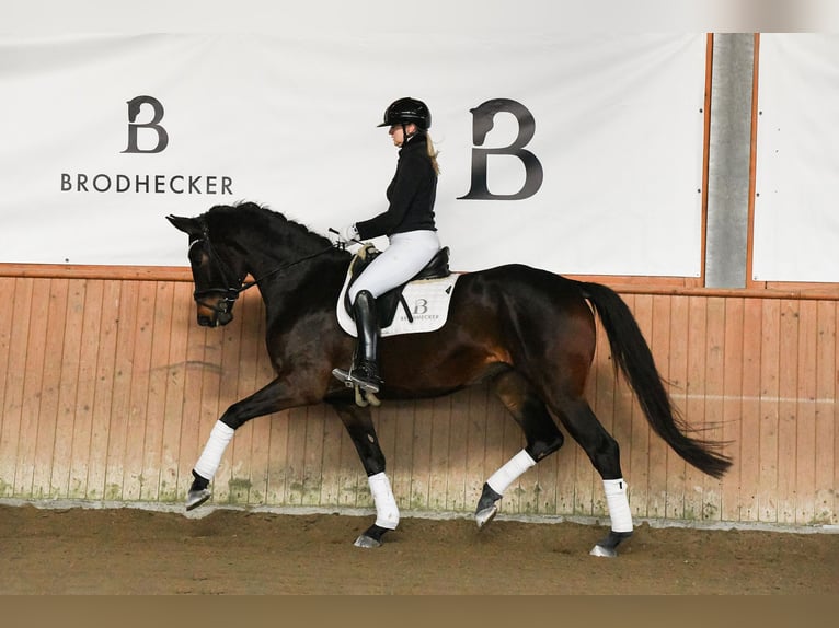 German Sport Horse Mare 4 years 16.3 hh Bay-Dark in Riedstadt