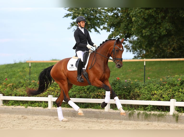 German Sport Horse Mare 4 years 16.3 hh Brown in Gomadingen