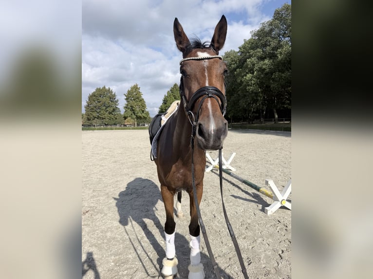 German Sport Horse Mare 4 years 16.3 hh Brown in Rochau