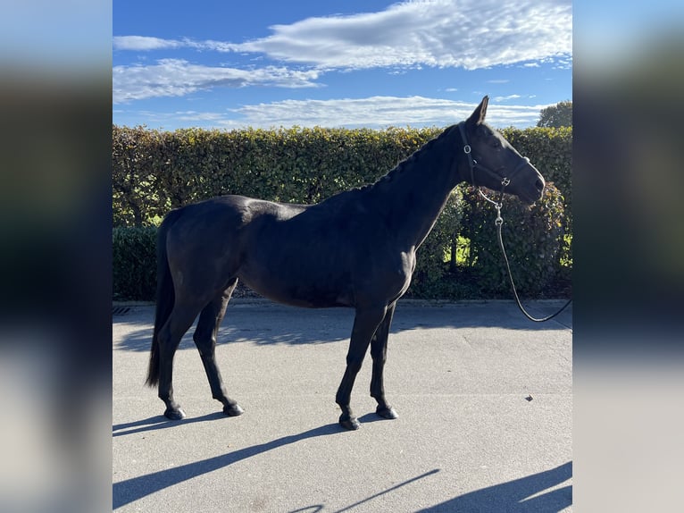 German Sport Horse Mare 4 years 16 hh Bay-Dark in Mengen
