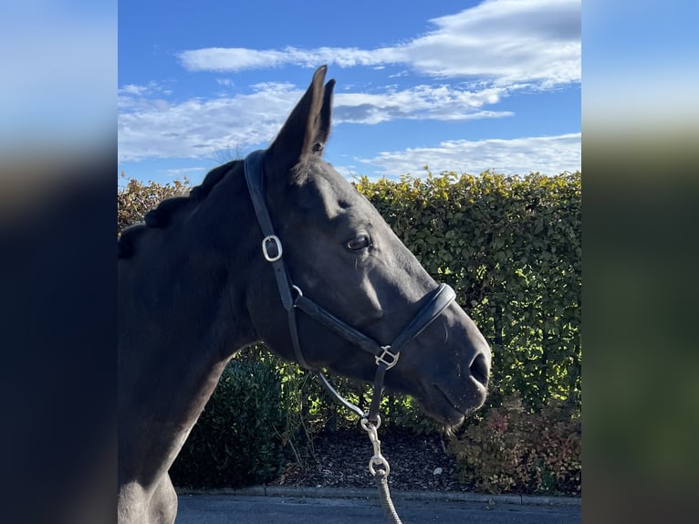 German Sport Horse Mare 4 years 16 hh Bay-Dark in Mengen