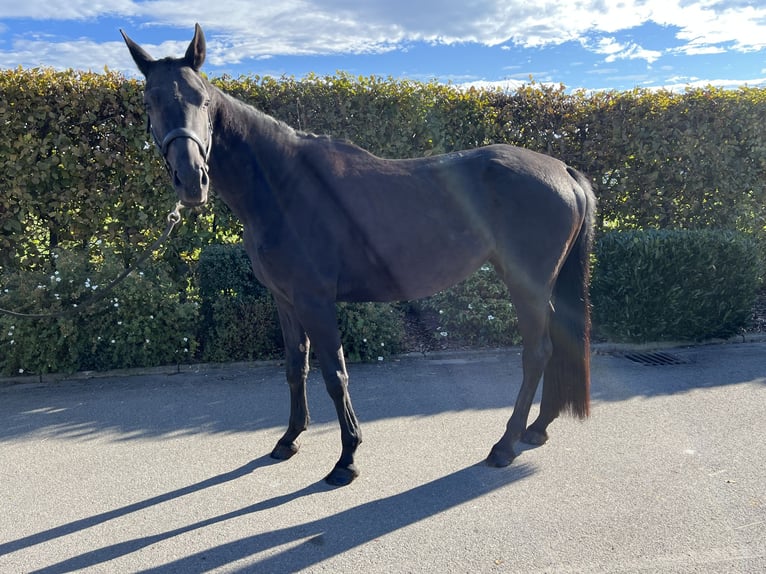 German Sport Horse Mare 4 years 16 hh Bay-Dark in Mengen