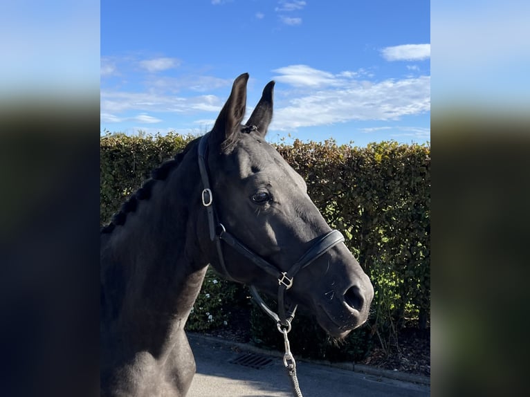 German Sport Horse Mare 4 years 16 hh Bay-Dark in Mengen