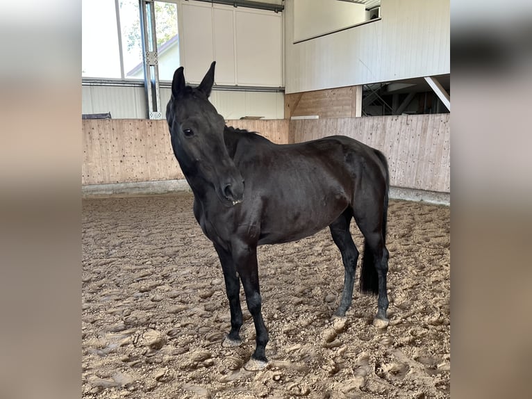 German Sport Horse Mare 4 years 16 hh Bay-Dark in Mengen
