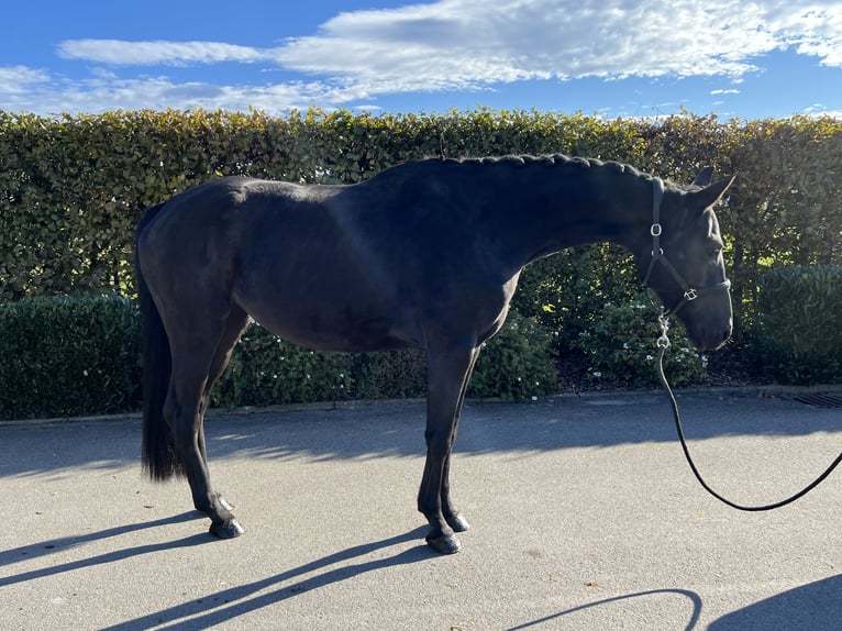 German Sport Horse Mare 4 years 16 hh Bay-Dark in Mengen