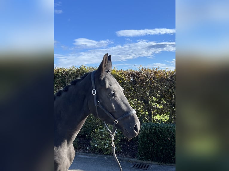 German Sport Horse Mare 4 years 16 hh Bay-Dark in Mengen