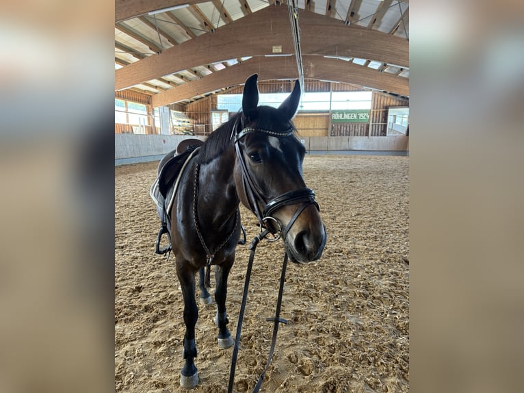 German Sport Horse Mare 4 years 16 hh Bay-Dark in Bopfingen